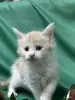 Кошки - Мейн-куны котята - Вся Беларусь - Фото 10 Мейн-куны котята - Вся Беларусь - 262506 - Доска объявлений Kupika.by - Фото 10