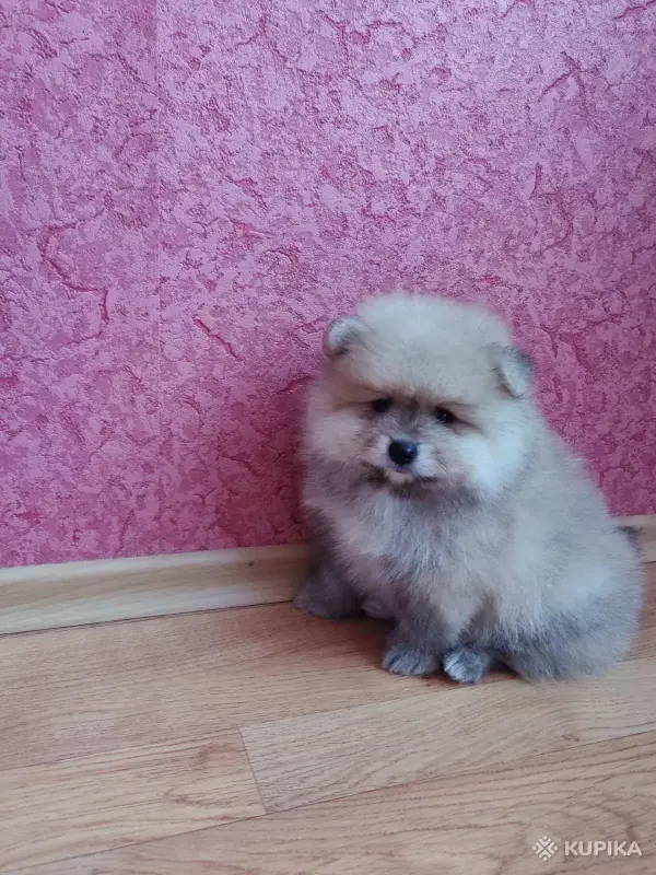 Мальчик померанский шпиц