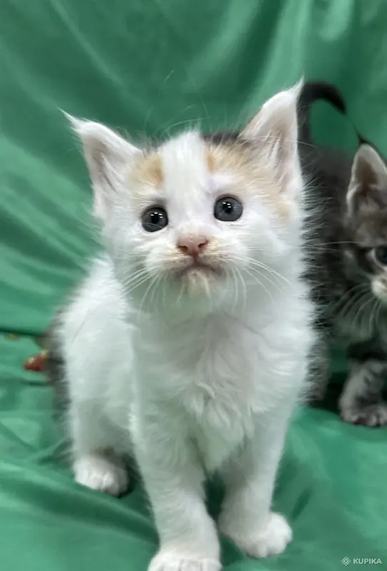 Кошки - Мейн-куны котята - Вся Беларусь - Фото 5 Мейн-куны котята - Вся Беларусь - 262506 - Доска объявлений Kupika.by - Фото 5