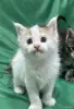 Кошки - Мейн-куны котята - Вся Беларусь - Фото 5 Мейн-куны котята - Вся Беларусь - 262506 - Доска объявлений Kupika.by - Фото 5