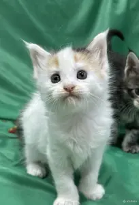 Мейн-куны котята