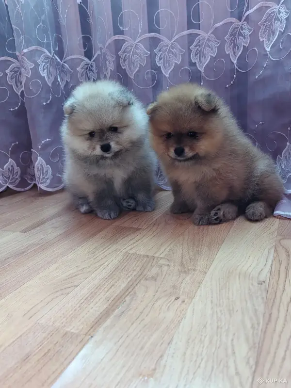 Собаки - Щенки померанский шпиц - Вся Беларусь - Фото 4 Щенки померанский шпиц - Вся Беларусь - 262500 - Доска объявлений Kupika.by - Фото 4