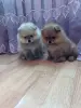 Собаки - Щенки померанский шпиц - Вся Беларусь - Фото 4 Щенки померанский шпиц - Вся Беларусь - 262500 - Доска объявлений Kupika.by - Фото 4