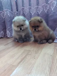 Щенки померанский шпиц