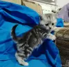 Котята мраморята, шотландские. - Вся Беларусь - 263598 - Доска объявлений Kupika.by - Фото 3