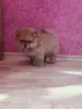 Собаки - Девочка померанский шпиц - Вся Беларусь - Фото 7 Девочка померанский шпиц - Вся Беларусь - 262510 - Доска объявлений Kupika.by - Фото 7