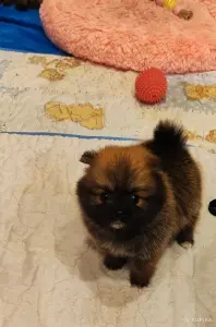 Супер мини мини мальчик померанский шпиц