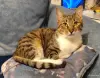 Найдена кошка в Фаниполе, чипированная - Вся Беларусь - 263568 - Доска объявлений Kupika.by