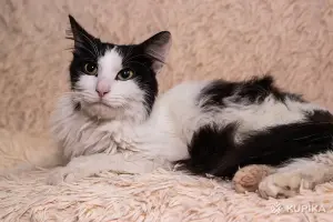 Интеллигентный котик Бельчонок в дар
