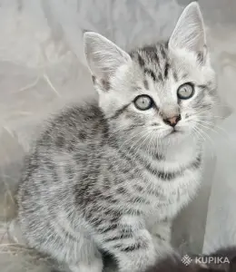 Кошкины детки