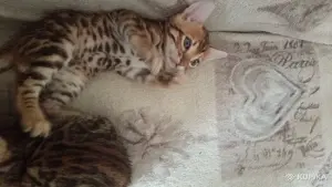 Продам котят