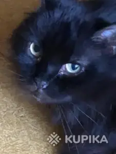 Нужна помощь! Коты ищут дом или передержку! Сос