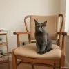 Кошки - Киткат - серебряная принцесса - Вся Беларусь - Фото 2 Киткат - серебряная принцесса - Вся Беларусь - 263339 - Доска объявлений Kupika.by - Фото 2