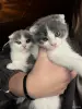 Кошки - Шотландские котята - Вся Беларусь Шотландские котята - Вся Беларусь - 262143 - Доска объявлений Kupika.by