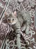 Кошки - Котёнок в дар - Вся Беларусь - Фото 3 Котёнок в дар - Вся Беларусь - 261477 - Доска объявлений Kupika.by - Фото 3
