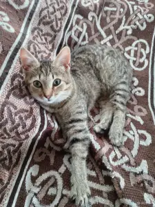 Котёнок в дар