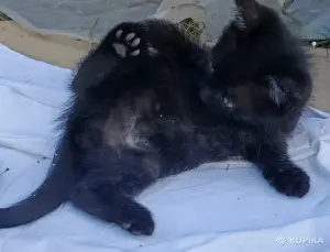 Кошкины детки