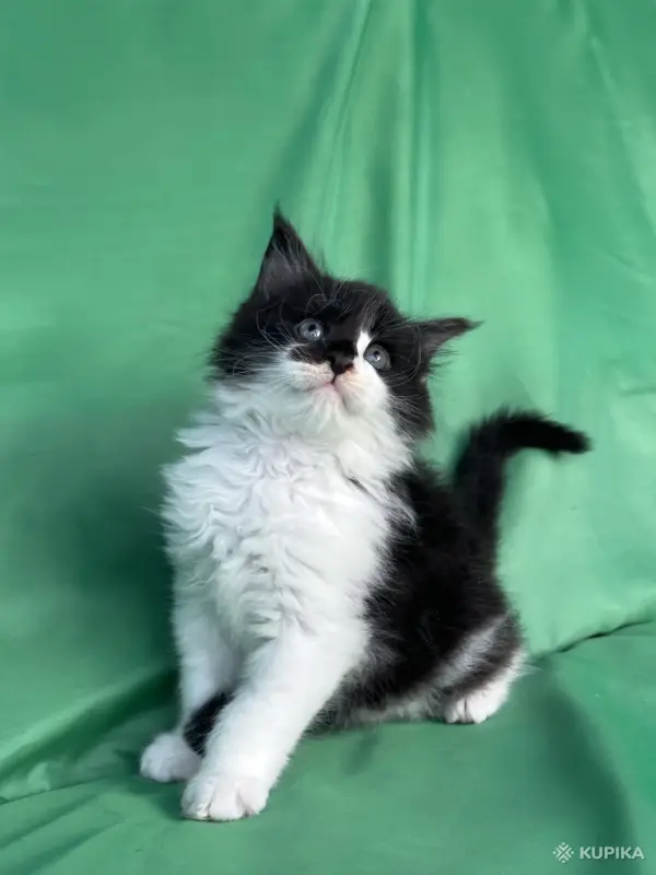 Кошки - Мейн-куны котята - Вся Беларусь - Фото 13 Мейн-куны котята - Вся Беларусь - 262506 - Доска объявлений Kupika.by - Фото 13