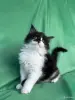 Кошки - Мейн-куны котята - Вся Беларусь - Фото 13 Мейн-куны котята - Вся Беларусь - 262506 - Доска объявлений Kupika.by - Фото 13