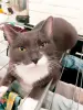 Кошки - Кошка Шани - и умная и красивая - Вся Беларусь - Фото 3 Кошка Шани - и умная и красивая - Вся Беларусь - 263301 - Доска объявлений Kupika.by - Фото 3