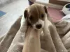 Щенки Джек Рассел терьер - Вся Беларусь - 262210 - Доска объявлений Kupika.by