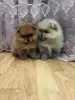 Собаки - Щенки померанского шпица. - Вся Беларусь Щенки померанского шпица. - Вся Беларусь - 262499 - Доска объявлений Kupika.by