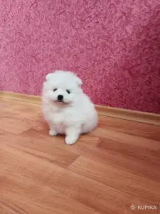 Белый мальчик померанского шпица