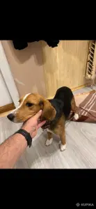 Срочно собака бигль в дар