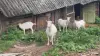 Сельскохозяйственные животные - Козы - Вся Беларусь - Фото 2 Козы - Вся Беларусь - 262366 - Доска объявлений Kupika.by - Фото 2