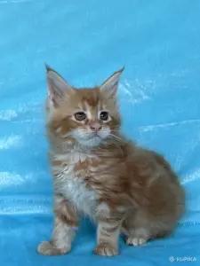 Мейн-кун котята