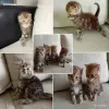 Шотландские котята - Вся Беларусь - 261030 - Доска объявлений Kupika.by
