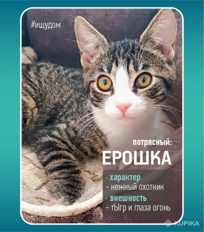 Ерошка - крошка в дар
