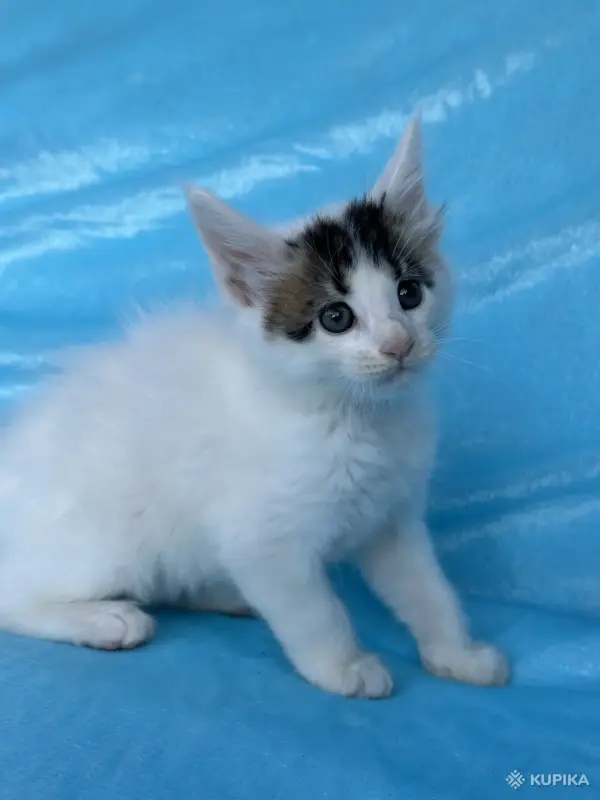 Кошки - Мейн-кун котята - Вся Беларусь - Фото 12 Мейн-кун котята - Вся Беларусь - 262554 - Доска объявлений Kupika.by - Фото 12