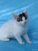 Кошки - Мейн-кун котята - Вся Беларусь - Фото 12 Мейн-кун котята - Вся Беларусь - 262554 - Доска объявлений Kupika.by - Фото 12