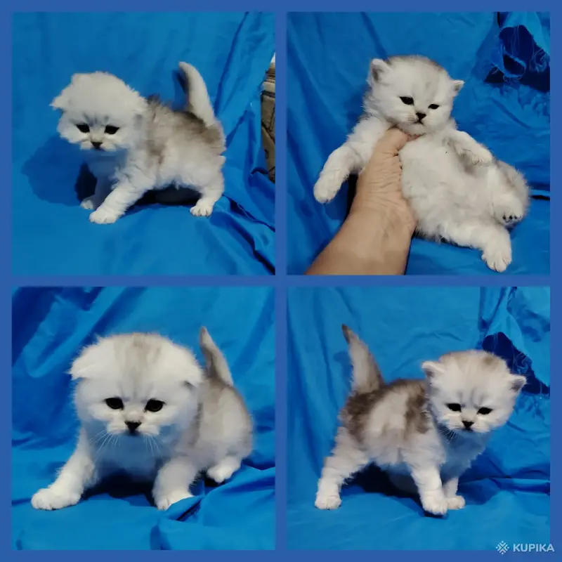 Кошки - Шотландские котята. - Вся Беларусь - Фото 3 Шотландские котята. - Вся Беларусь - 260900 - Доска объявлений Kupika.by - Фото 3