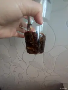 Молодые и очень красивые кустики Традесканции РЕО.  Укоренены и готовы к пересадке