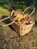 Продукты питания - Грибы белые, подосиновики свежие. - Вся Беларусь Грибы белые, подосиновики свежие. - Вся Беларусь - 262965 - Доска объявлений Kupika.by