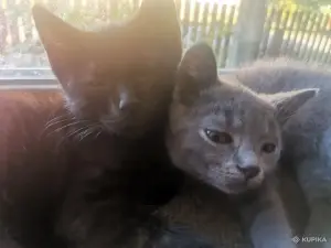 Котята в дар