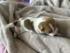 Щенки Джек Рассел терьер - Вся Беларусь - 262210 - Доска объявлений Kupika.by - Фото 6