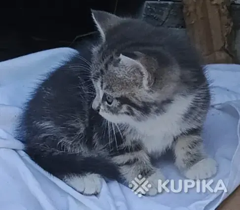 Кошкины детки - Городея - 261303 - Доска объявлений Kupika.by - Фото 4