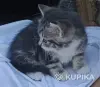 Кошкины детки - Городея - 261303 - Доска объявлений Kupika.by - Фото 4