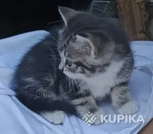 Кошкины детки