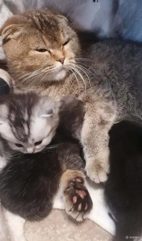 Котята шотландские