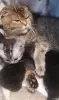 Кошки - Котята шотландские - Вся Беларусь Котята шотландские - Вся Беларусь - 261537 - Доска объявлений Kupika.by