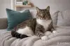Кошки - Замечательная кошечка Лучик в дар - Вся Беларусь - Фото 7 Замечательная кошечка Лучик в дар - Вся Беларусь - 263241 - Доска объявлений Kupika.by - Фото 7