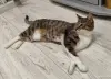 Найдена кошка в Фаниполе, чипированная - Вся Беларусь - 263571 - Доска объявлений Kupika.by - Фото 4