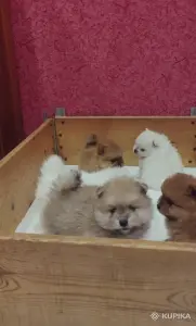 Щенки померанский шпиц