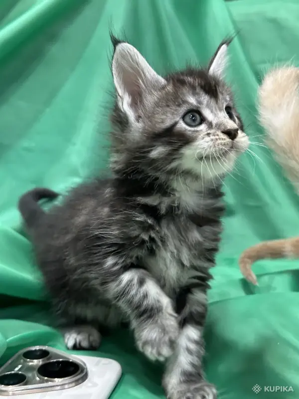 Кошки - Мейн-кун котята - Вся Беларусь - Фото 9 Мейн-кун котята - Вся Беларусь - 261741 - Доска объявлений Kupika.by - Фото 9