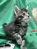 Кошки - Мейн-кун котята - Вся Беларусь - Фото 9 Мейн-кун котята - Вся Беларусь - 261741 - Доска объявлений Kupika.by - Фото 9