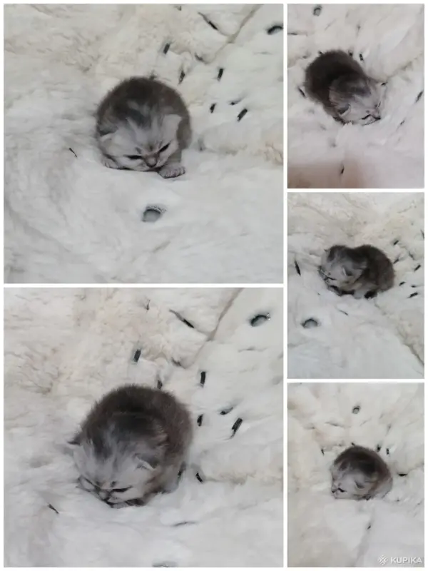 Котята шотландские вислоухие - Вся Беларусь - 263633 - Доска объявлений Kupika.by - Фото 6